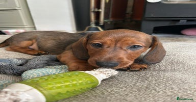 Miniature Dachshund dogs - Advert 16