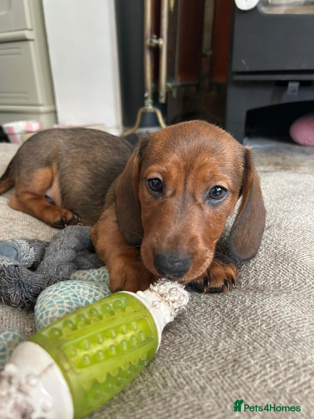 Miniature Dachshund dogs for sale: 1X Male Miniature Dachshund left  - READY TO GO - Image 2