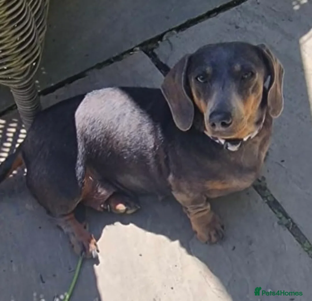 Dachshund dogs for sale: Miniature daschund 5 years old  in Matlock - Advert 2