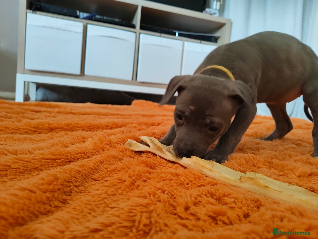 Mixed Breed dogs for sale: Loving puppy looking for her forever home - Advert 8