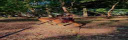 Mixed Breed dogs for sale: 8 month bitch Belgian Malinois x German shepherd  - Advert 10