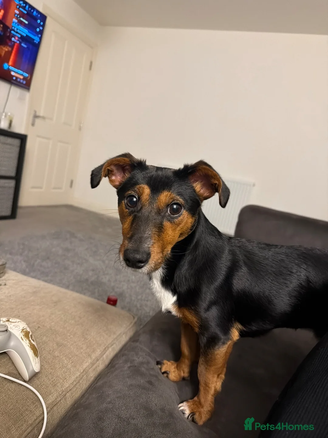 Jackshund dogs for sale: Cooper (jackshund) Jack Russell x dachshund  in Exeter - Advert 1
