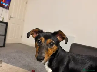 Jackshund dogs Cooper (jackshund) Jack Russell x dachshund - Advert 14