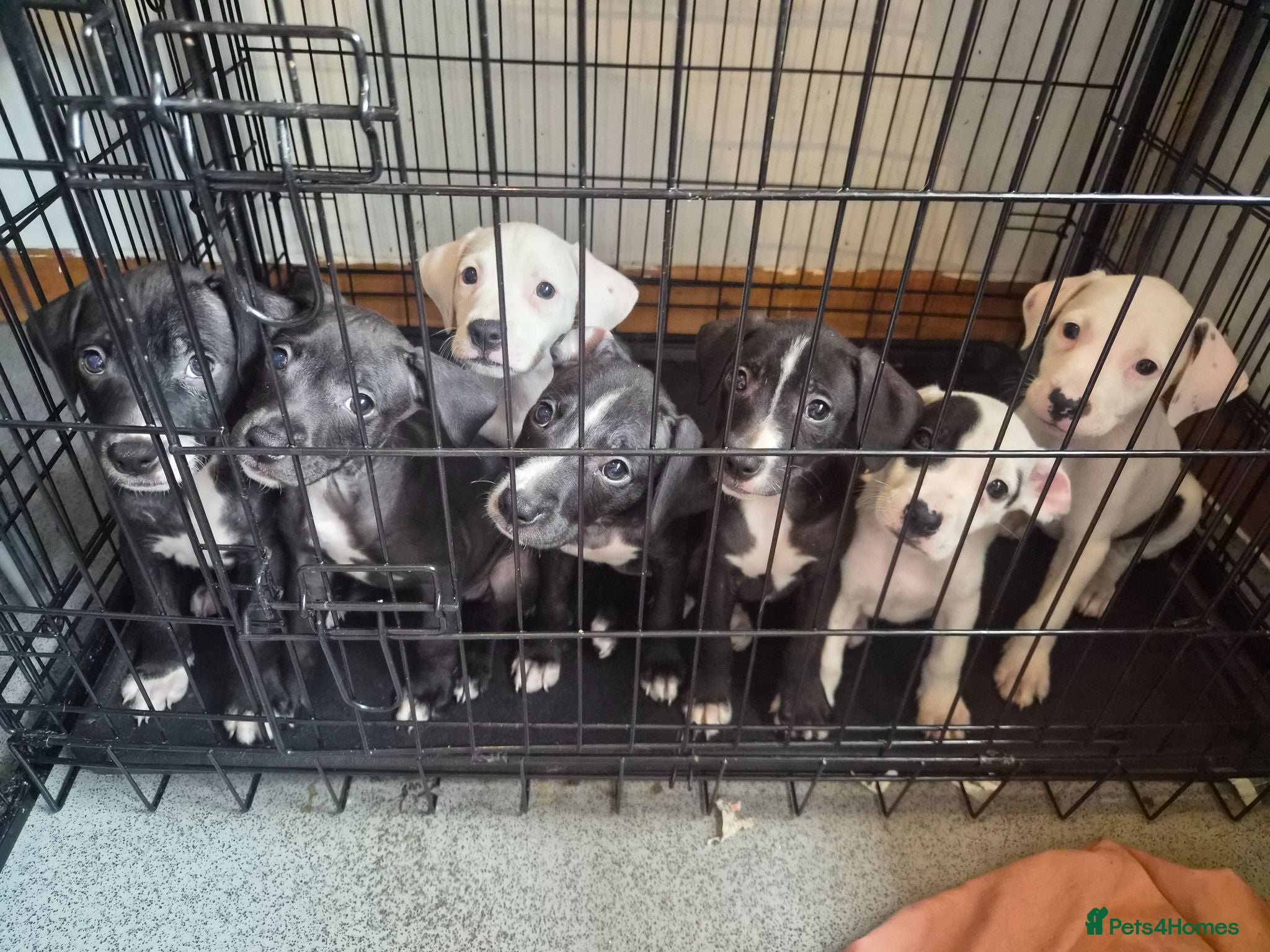 Staffordshire Bull Terrier dogs 6 Beautiful Puppies - Advert 5