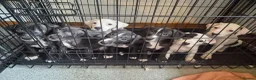Staffordshire Bull Terrier dogs for sale: 6 Beautiful Puppies - Advert 1