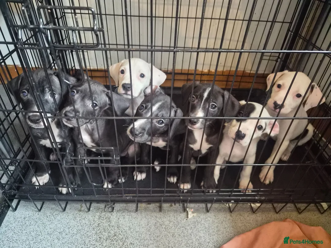 Staffordshire Bull Terrier dogs for sale: 6 Beautiful Puppies - Advert 1
