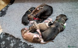 Alaskan Malamute dogs for sale: KC Alaskan malamute puppies champion lines - Image 4