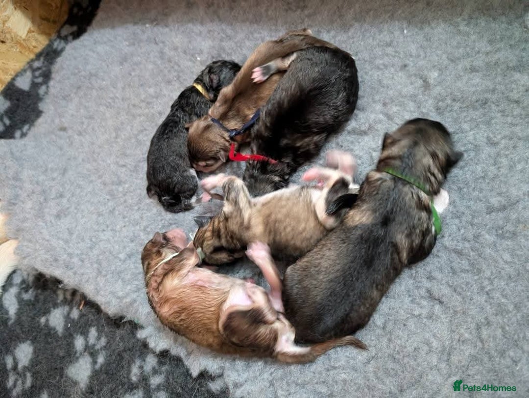 Alaskan Malamute dogs for sale: KC Alaskan malamute puppies champion lines - Image 4