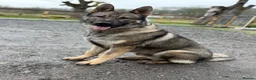 German Shepherd dogs for sale: Elite DDR German Shepherd - World-Class Pedigree  - Advert 31