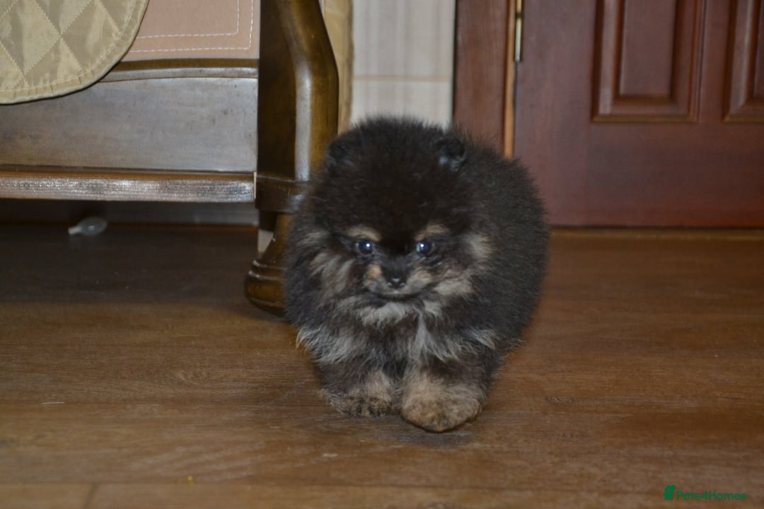 Pomeranian dogs for sale: Chocolate 😍🧸🤎✨ - Advert 9