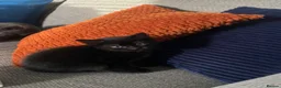 Mixed Breed cats for sale: Beautiful kittens  - Advert 3