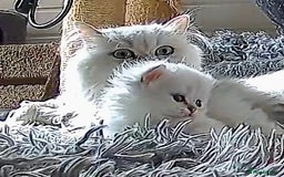 Persian cats for sale: TICA reg Silver & Golden Chinchilla Persians  - Image 13