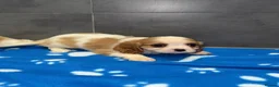 Cavalier King Charles Spaniel dogs for sale: 🐶King Charles cavalier puppy’s ⭐️⭐️⭐️⭐️⭐️ - Advert 25