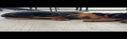 Rottweiler dogs for sale: Stunning KC Reg Old Type Rottweiler Puppies  - Advert 4