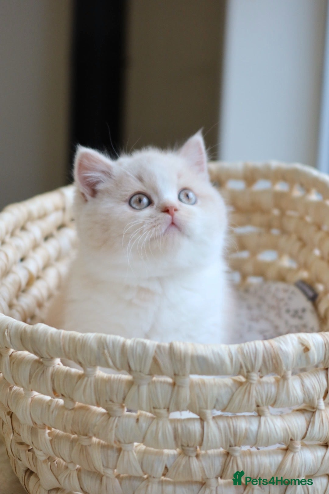 British Shorthair cats British Shorthair Kittens - Reg & Licensed  - Advert 5