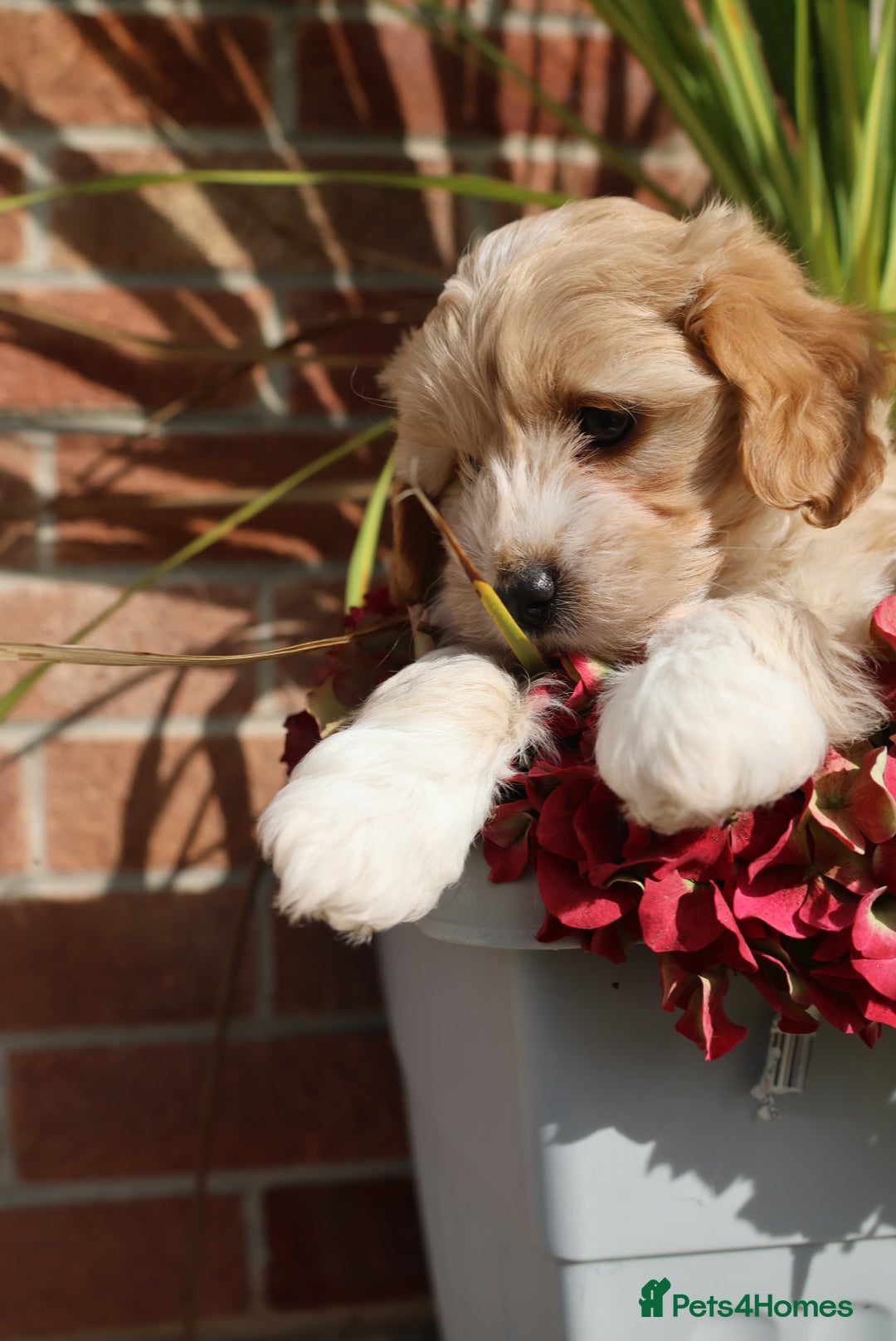 Maltipoo dogs for sale: Beautiful Maltipoo Babies - Image 31