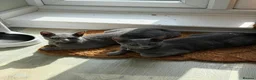 Russian Blue cats for sale: 2 Beautiful Russian Blue Kittens, 5 months old in London - Advert 3