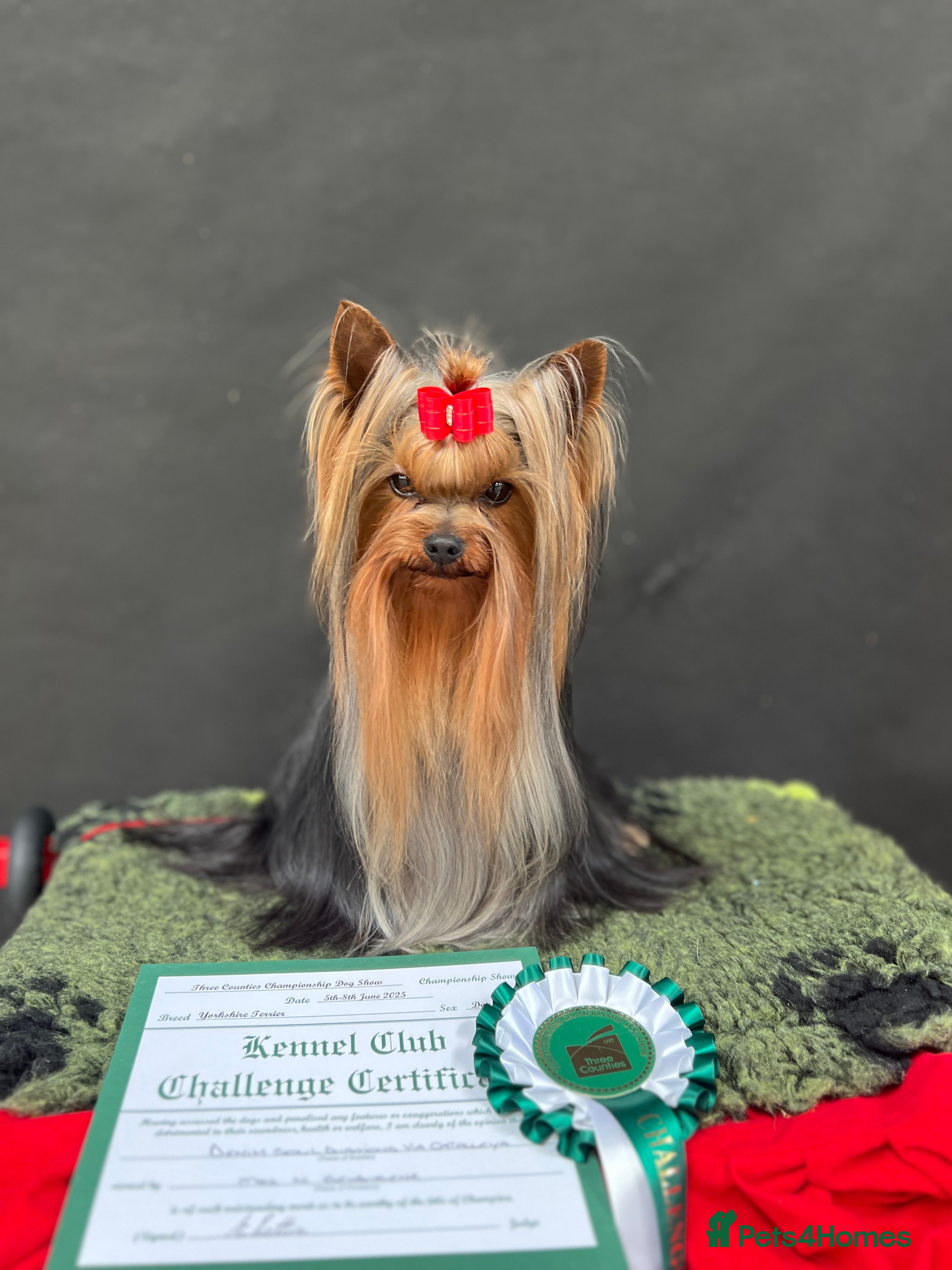 Yorkshire Terrier dogs KC REG UK Champion 🏆Yorkshire terrier for STUD - Advert 13