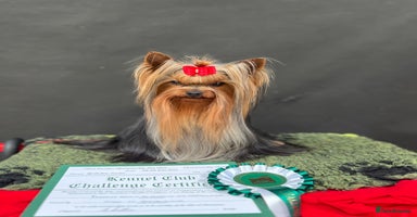 Yorkshire Terrier dogs in Kettering - Advert 4