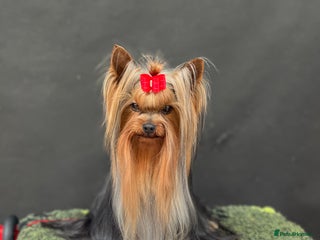 Yorkshire Terrier dogs KC REG Yorkshire terrier for STUD in Kettering - Advert 8