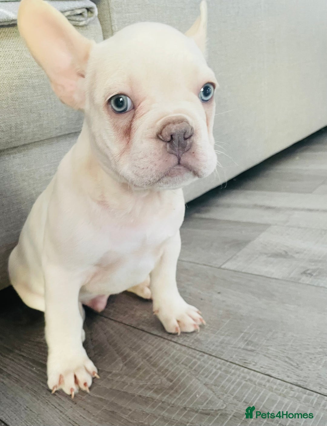 French Bulldog dogs for sale: KC registered male frenchie ready to leave now!:) - Advert 4