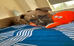 American Bully dogs for sale: Pocket bully pup - Image 3