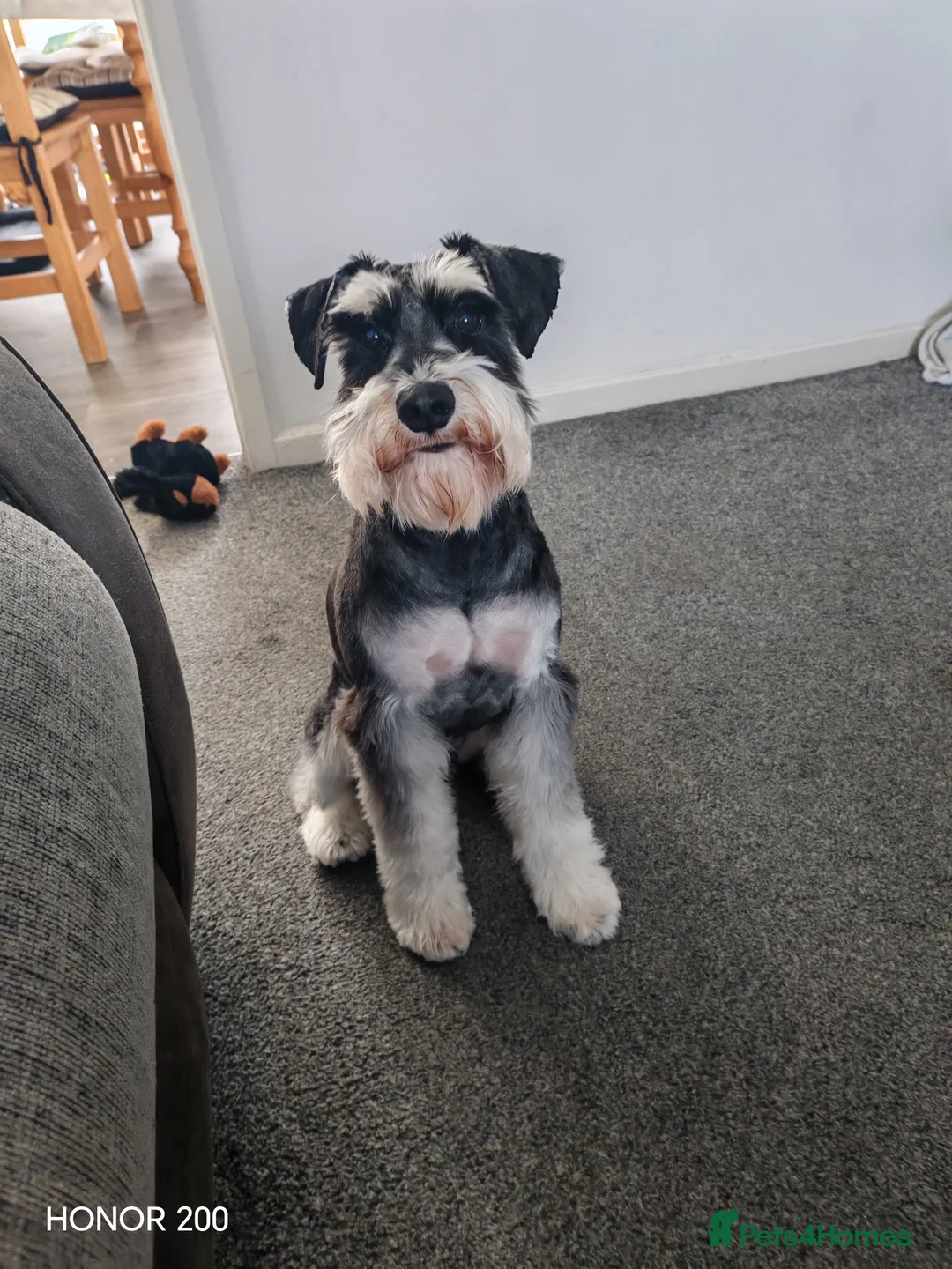 Miniature Schnauzer dogs for stud: KC Registered Miniature Schnauzer for Stud - Advert 11