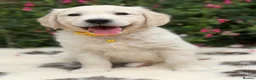 Golden Retriever dogs for sale: Beautiful KC Registered Golden Retriever Puppies in Wisbech - Advert 13