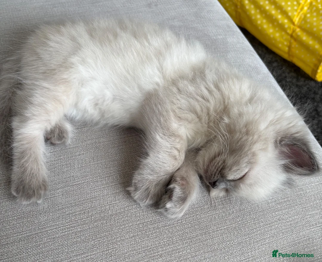 Ragdoll cats for sale: Ragdoll kitten - Advert 4