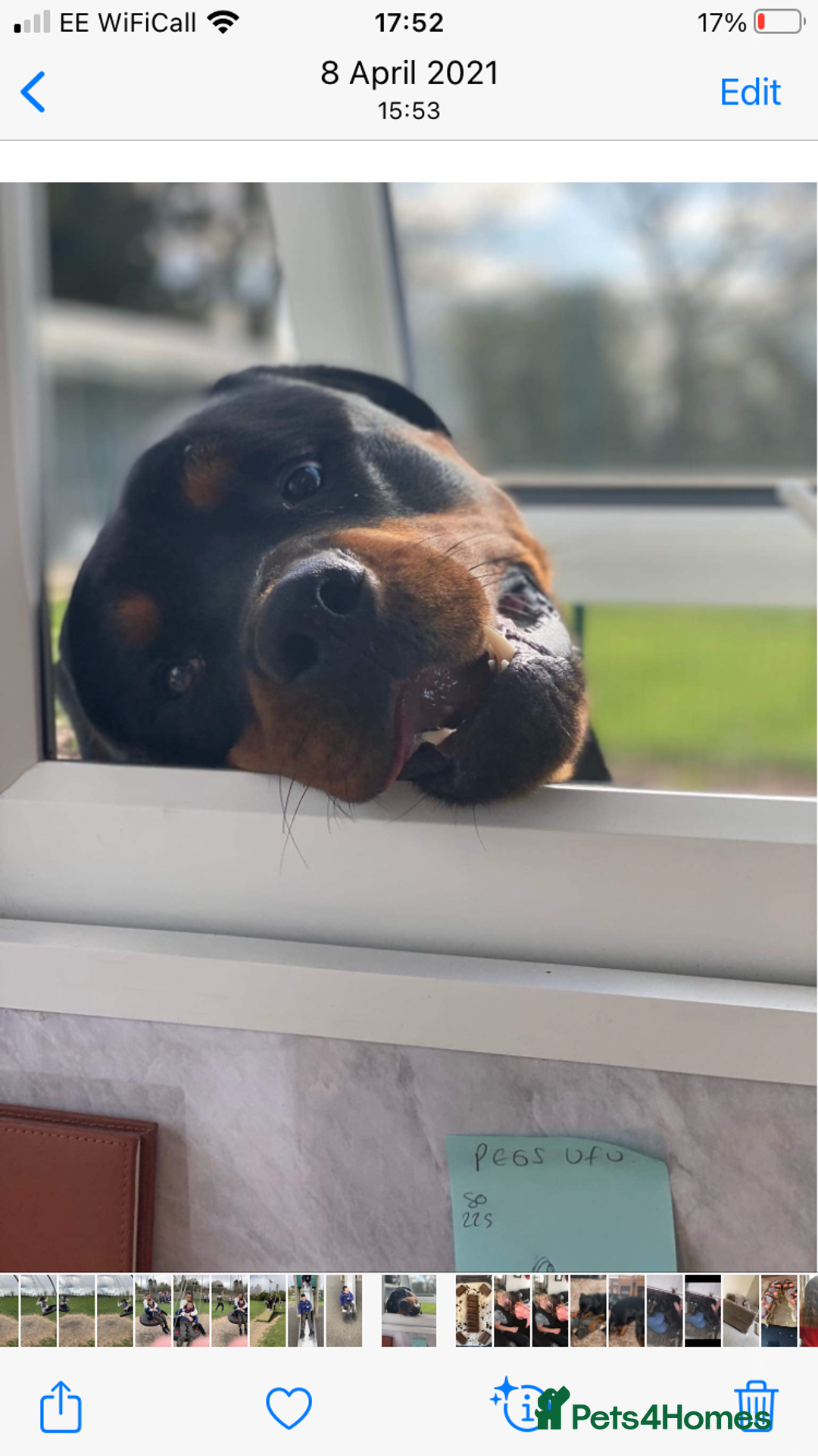 Rottweiler dogs for sale: Bruce * Rehome *  - Advert 7