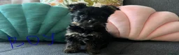 Yorkshire Terrier dogs for sale: Tiny pedigree Yorkie pups.  - Advert 4