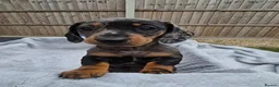 Miniature Dachshund dogs for sale: Gorgeous KC Registered, PRA Clear puppies  in Harlow - Advert 20
