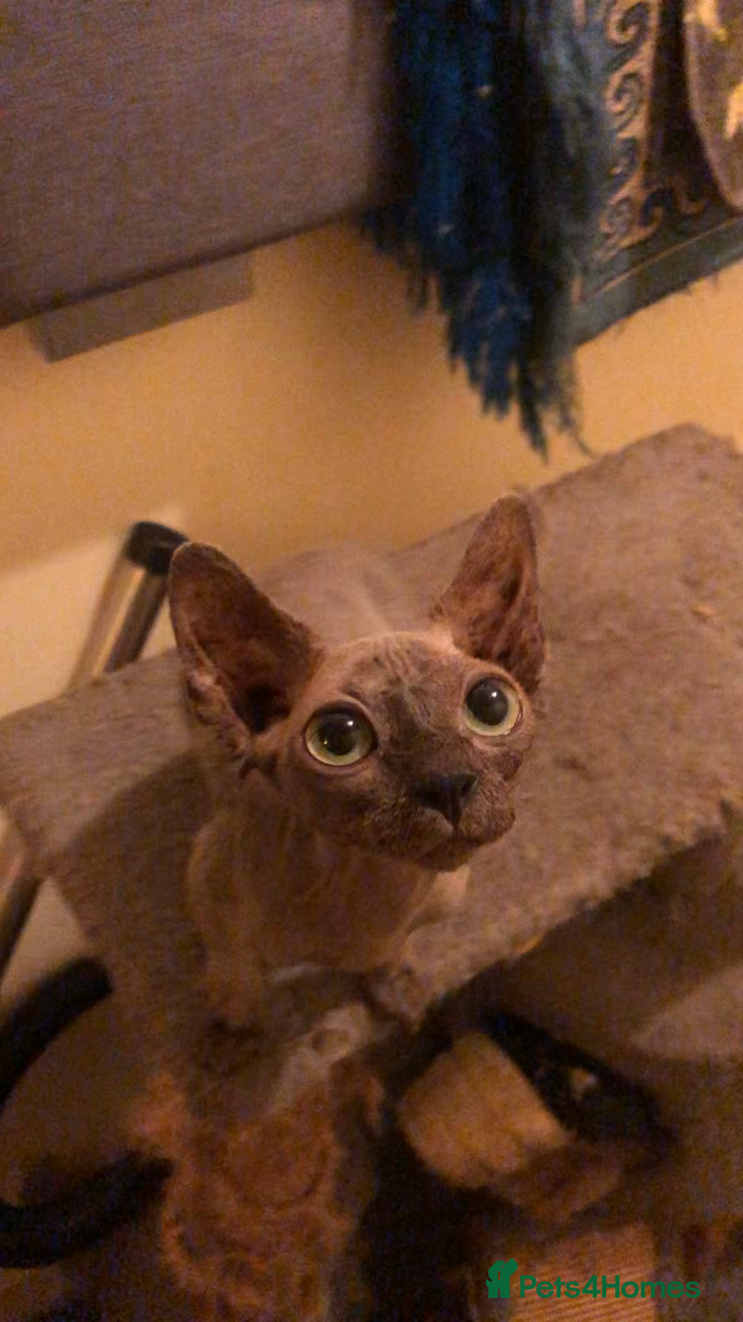 Sphynx cats for sale: I have a kitten of 4 Sphynx cat  - Image 9
