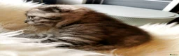 Scottish Fold cats for sale: ❤️Gorgeous Scottish Fold kitten-raised with love❤️ - Advert 5