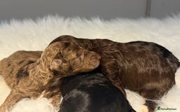 Cockapoo dogs for sale: F1B Cockapoo’s  - Image 4