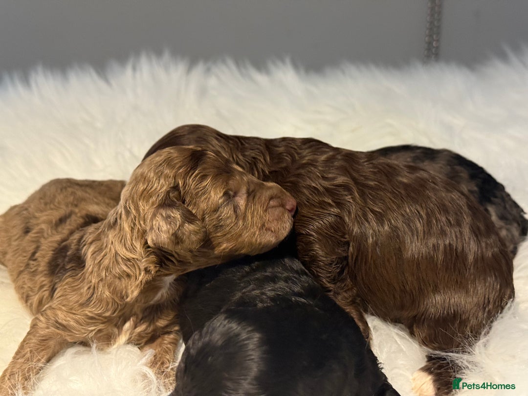 Cockapoo dogs for sale: F1B Cockapoo’s  - Image 4