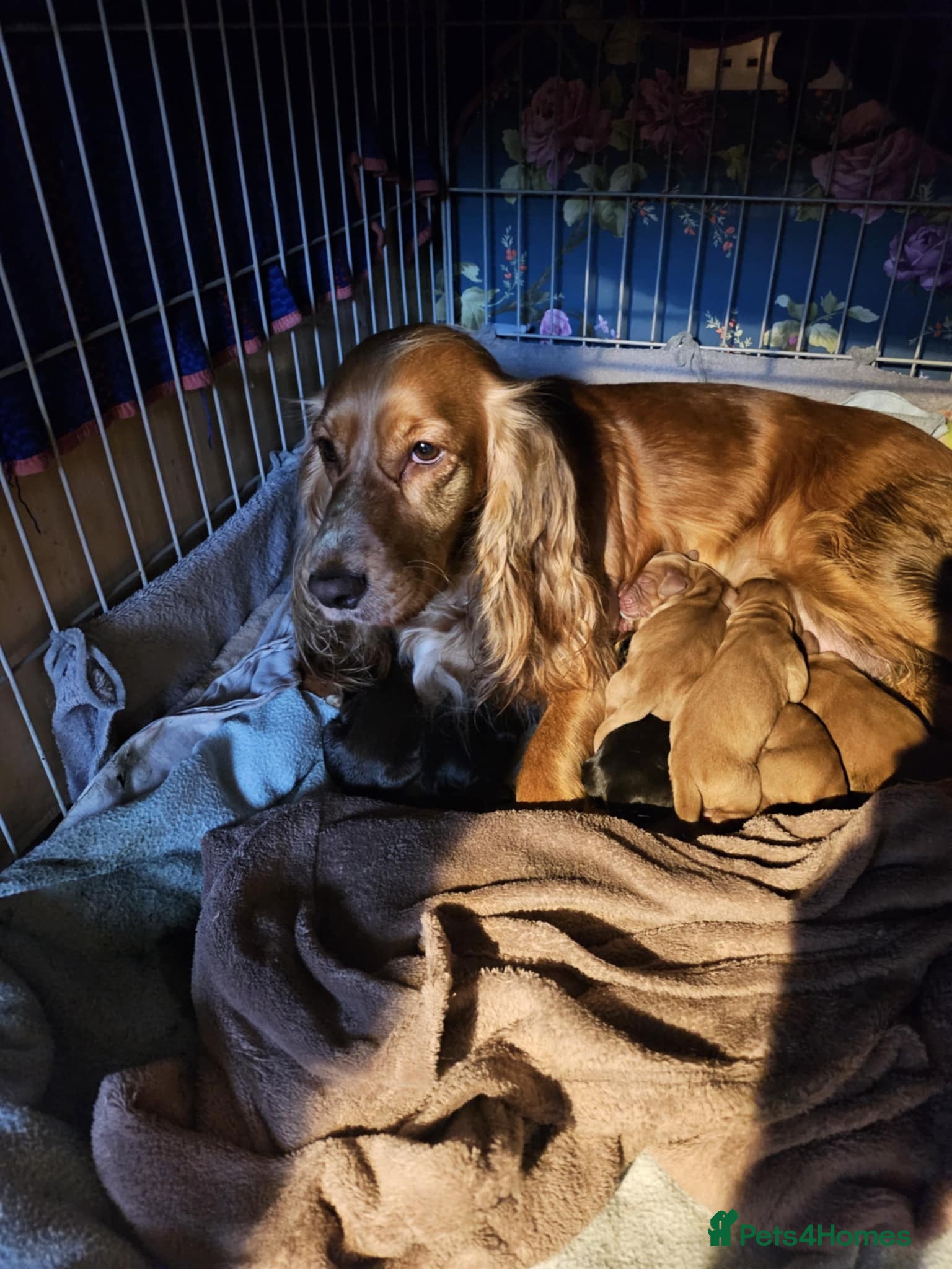 Cocker Spaniel dogs Cocker Spaniel Puppies looking for new home - Advert 18