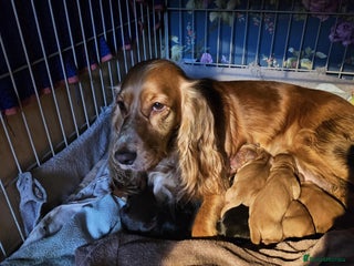 Cocker Spaniel dogs Cocker Spaniel Puppies looking for new home - Advert 1