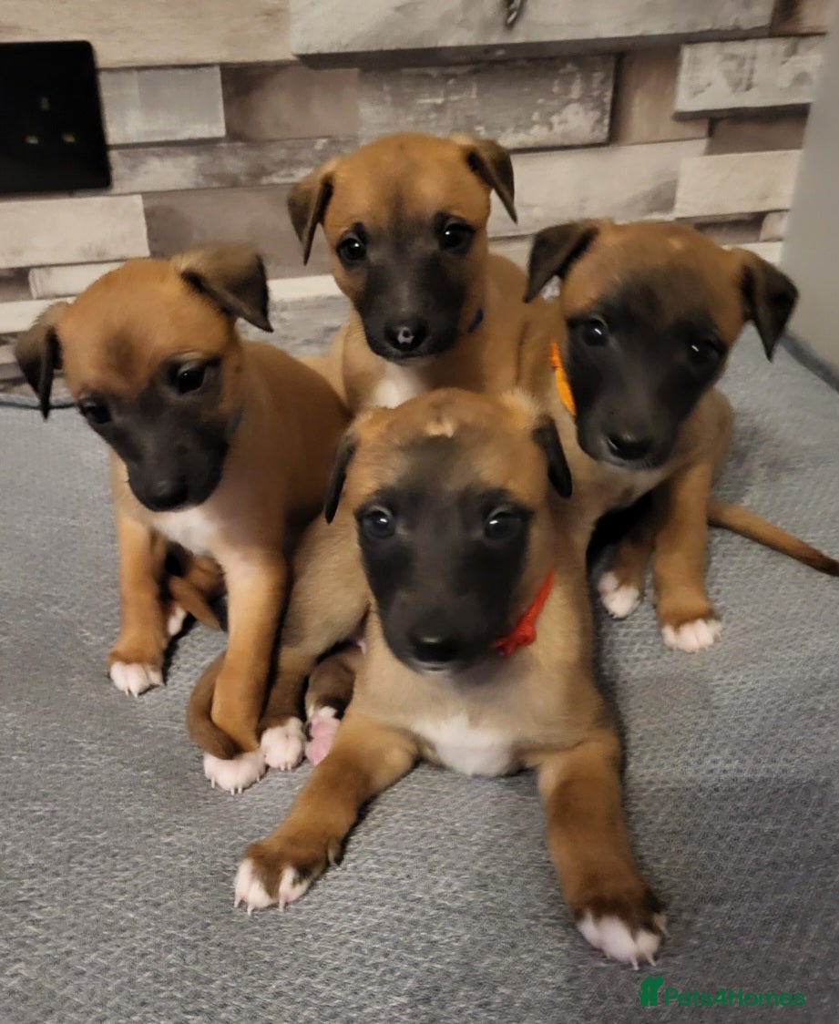Whippet dogs 💕3 Boys & 1 Girl remaining 💕 - Advert 2