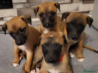 Whippet dogs 💕3 Boys & 1 Girl remaining 💕 - Advert 3