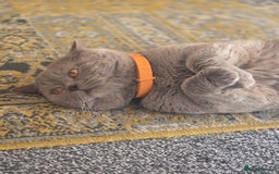 British Shorthair cats for stud: Lilac BSH stud - Image 3