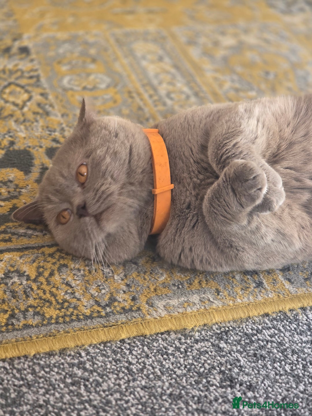 British Shorthair cats for stud: Lilac BSH stud - Image 3