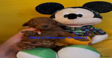 Toy Poodle dogs - Advert 16