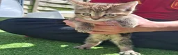 Mixed Breed cats for sale: Beautiful kittens in Norwich - Advert 7