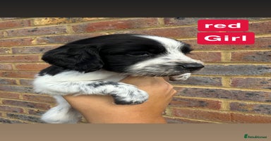 Sprocker dogs - Advert 5