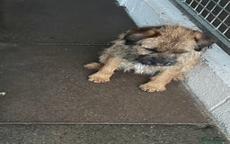 Border Terrier dogs for sale: Border terrier bitch kc reg - Image 7