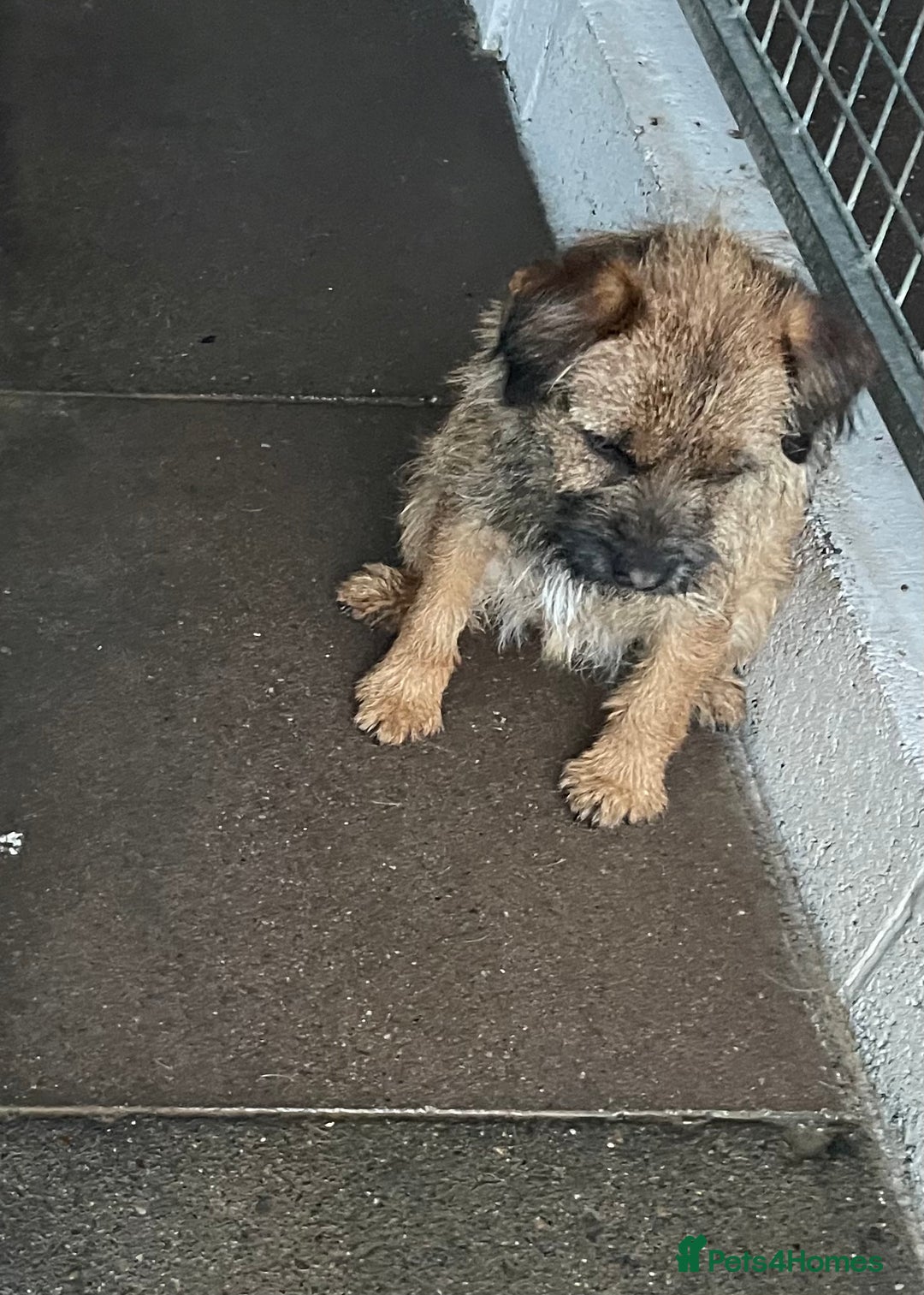 Border Terrier dogs for sale: Border terrier bitch kc reg - Image 7