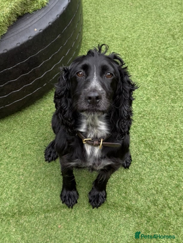 Cocker Spaniel dogs Beautiful 4-Year-Old Female Cocker Spaniel - Advert 2