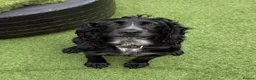 Cocker Spaniel dogs for sale: Beautiful 4-Year-Old Female Cocker Spaniel - Advert 1