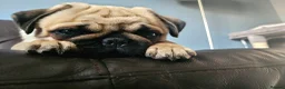 Pug dogs for sale: Poppy The Pug - Advert 1